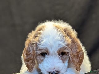 Goldendoodle dogs Lucky - Ad 27