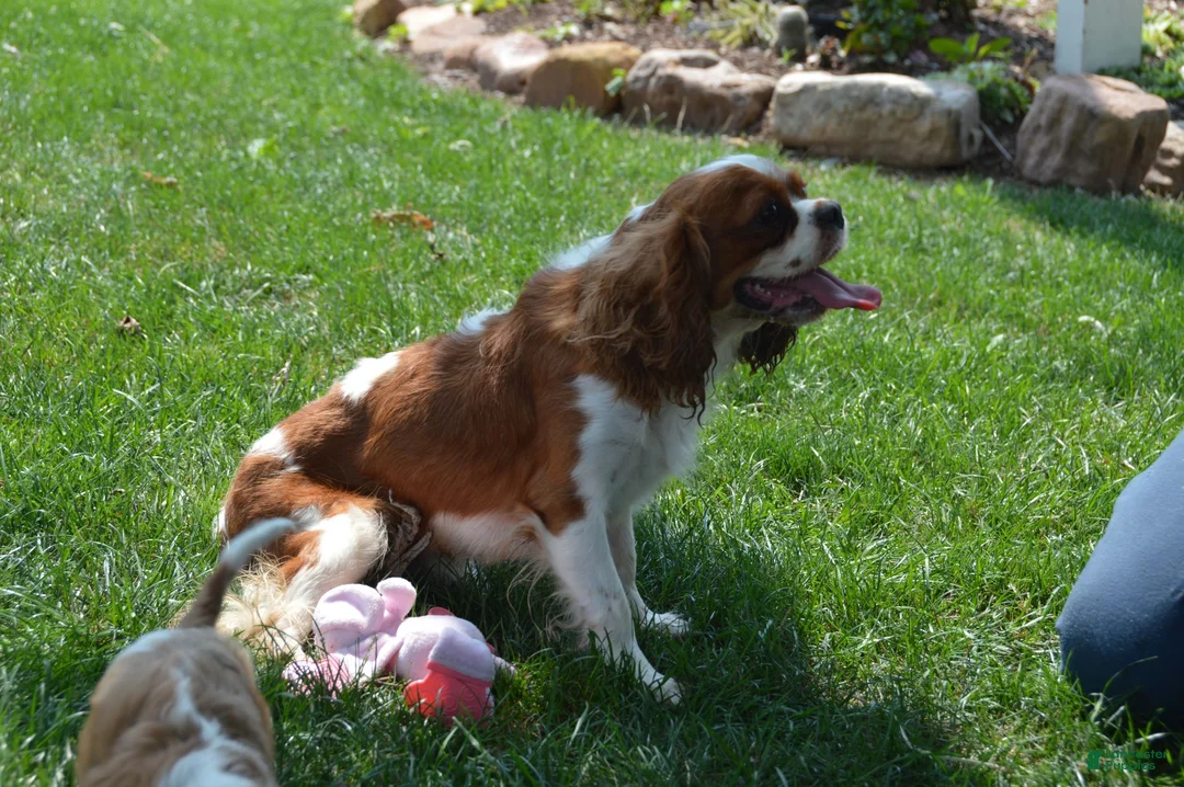 Cavalier King Charles Spaniel dogs for sale: Wade - Ad 8
