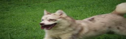 Pomsky dogs for sale: Lynn - Ad 7