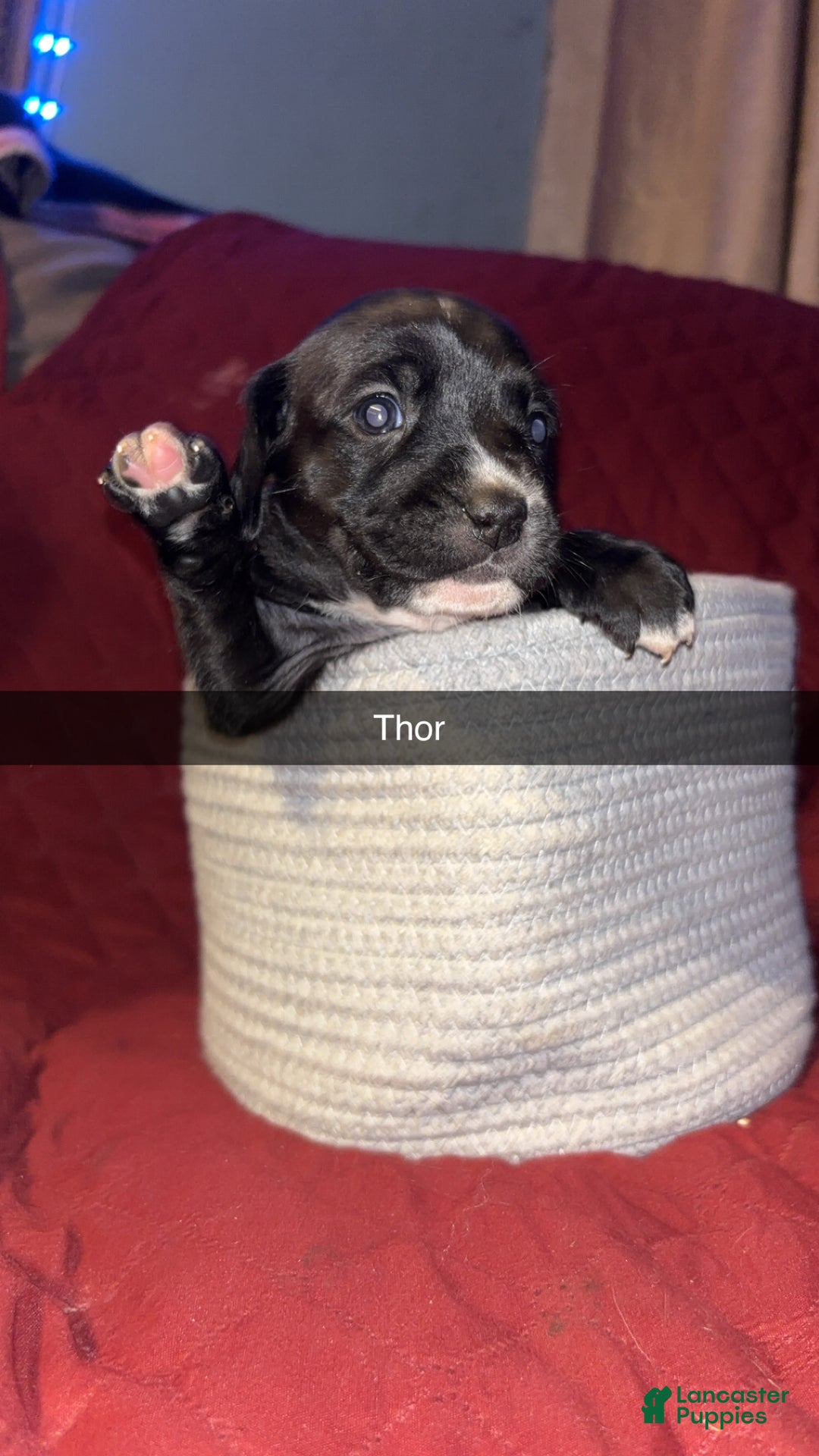 Mixed Breed dogs for sale: Thor  - Ad 2