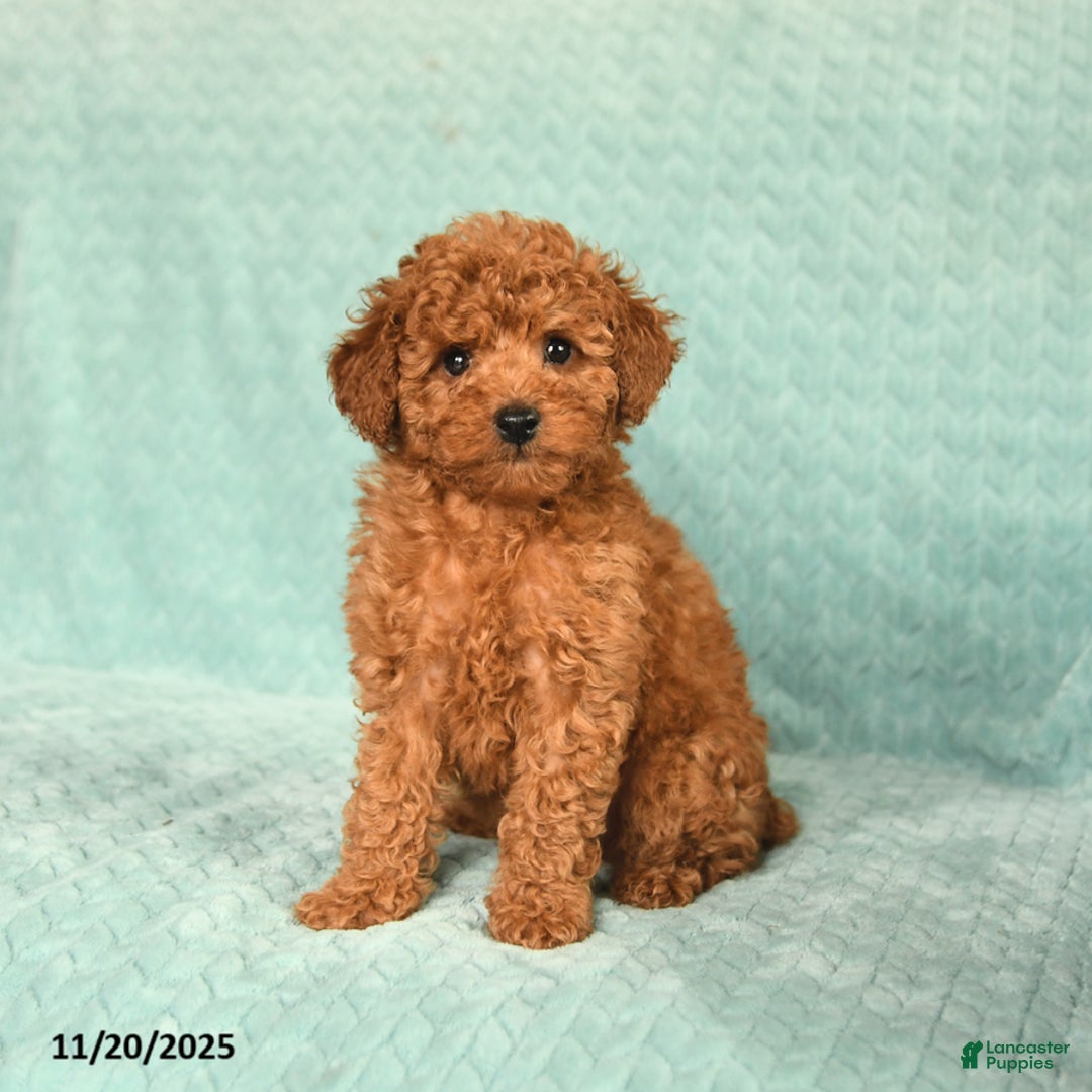 Toy Poodle dogs for sale: Raine - Ad 4