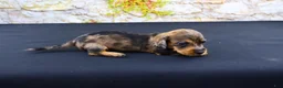 Miniature Dachshund dogs for sale: Horton - Ad 18