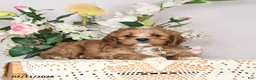 Cavapoo dogs for sale: Ivan - Ad 8