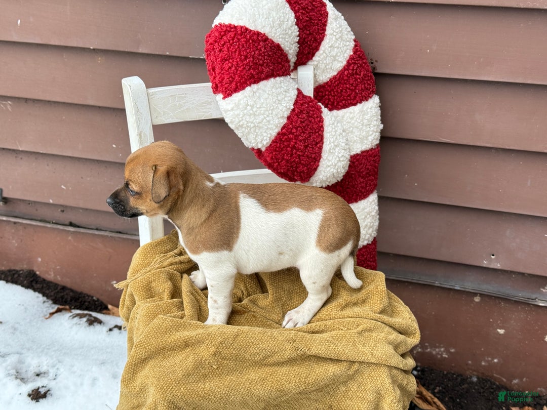 Jack Russell Terrier dogs for sale: Jack Frost - Ad 3