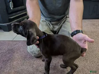 German Shorthaired Pointer dogs German Shorthaired Pointer Puppy 4 - Ad 8