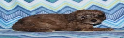 Miniature Poodle dogs for sale: Harlee’s brown Merle male - Ad 10