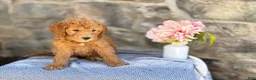 Goldendoodle dogs for sale: Mochi - Ad 11