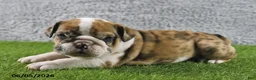 English Bulldog dogs for sale: Monarch - Ad 3
