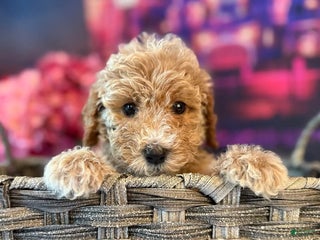 Mini Goldendoodle dogs Herbie - Ad 32