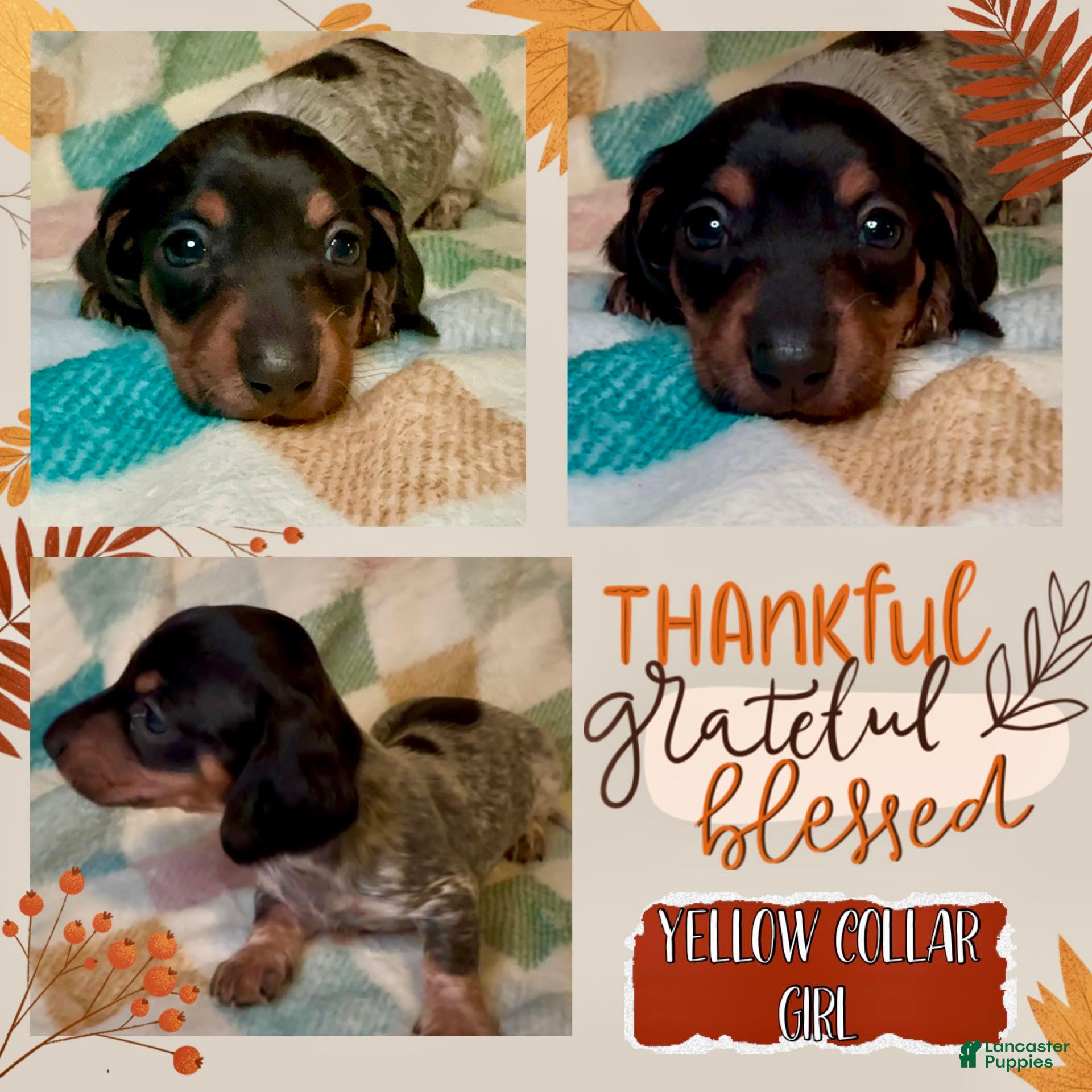 Miniature Dachshund dogs Yellow Collar Girl - Ad 12