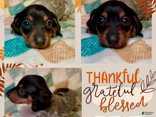 Miniature Dachshund dogs Yellow Collar Girl - Ad 29