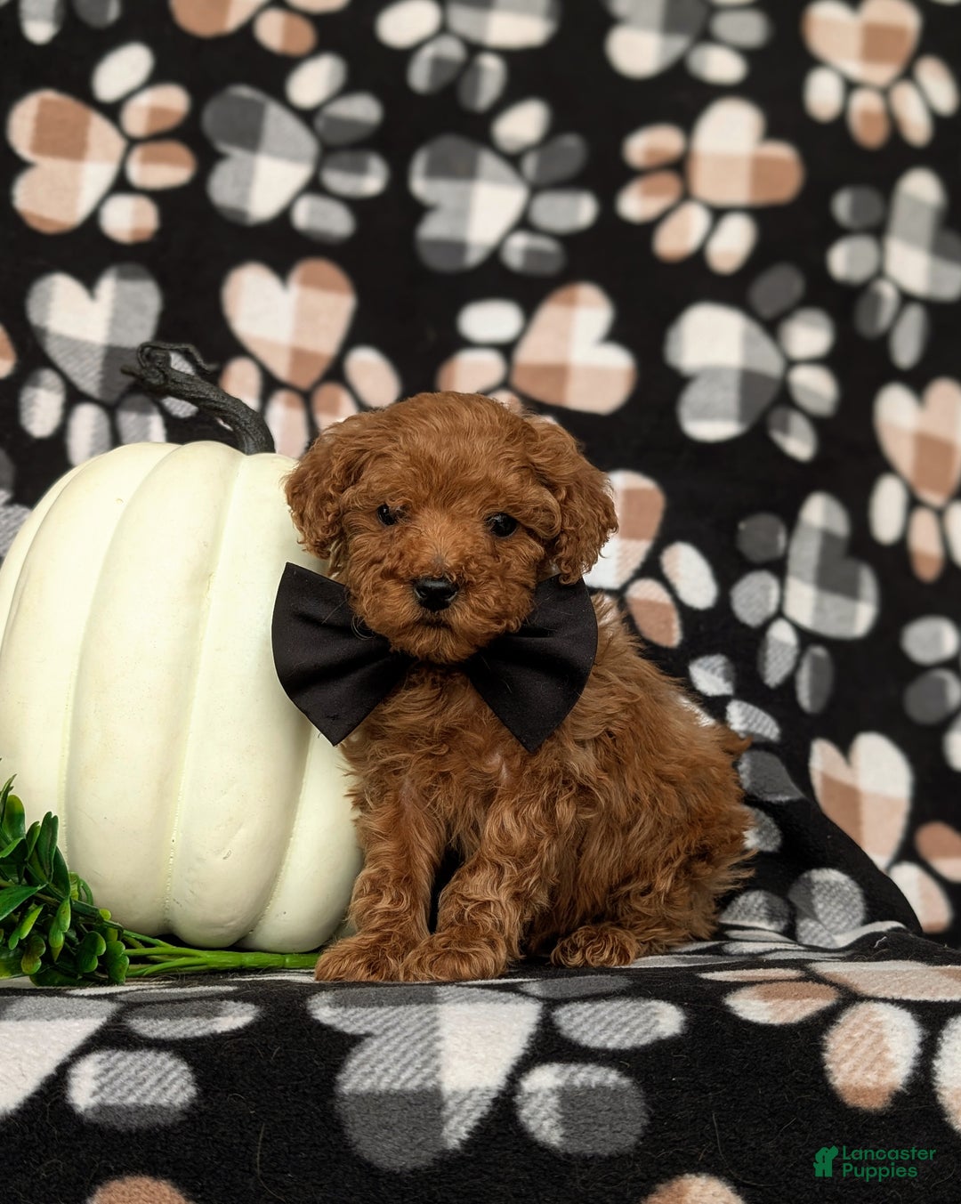 Toy Poodle dogs for sale: Tobie - Ad 1