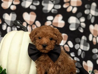 Toy Poodle dogs Tobie - Ad 22