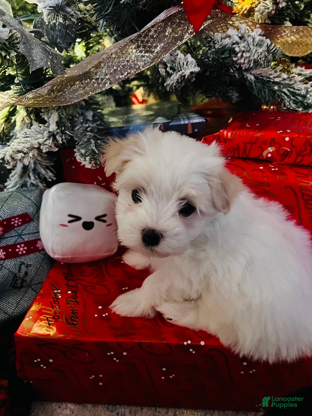 Maltese dogs for sale: Marshmallow - Ad 6