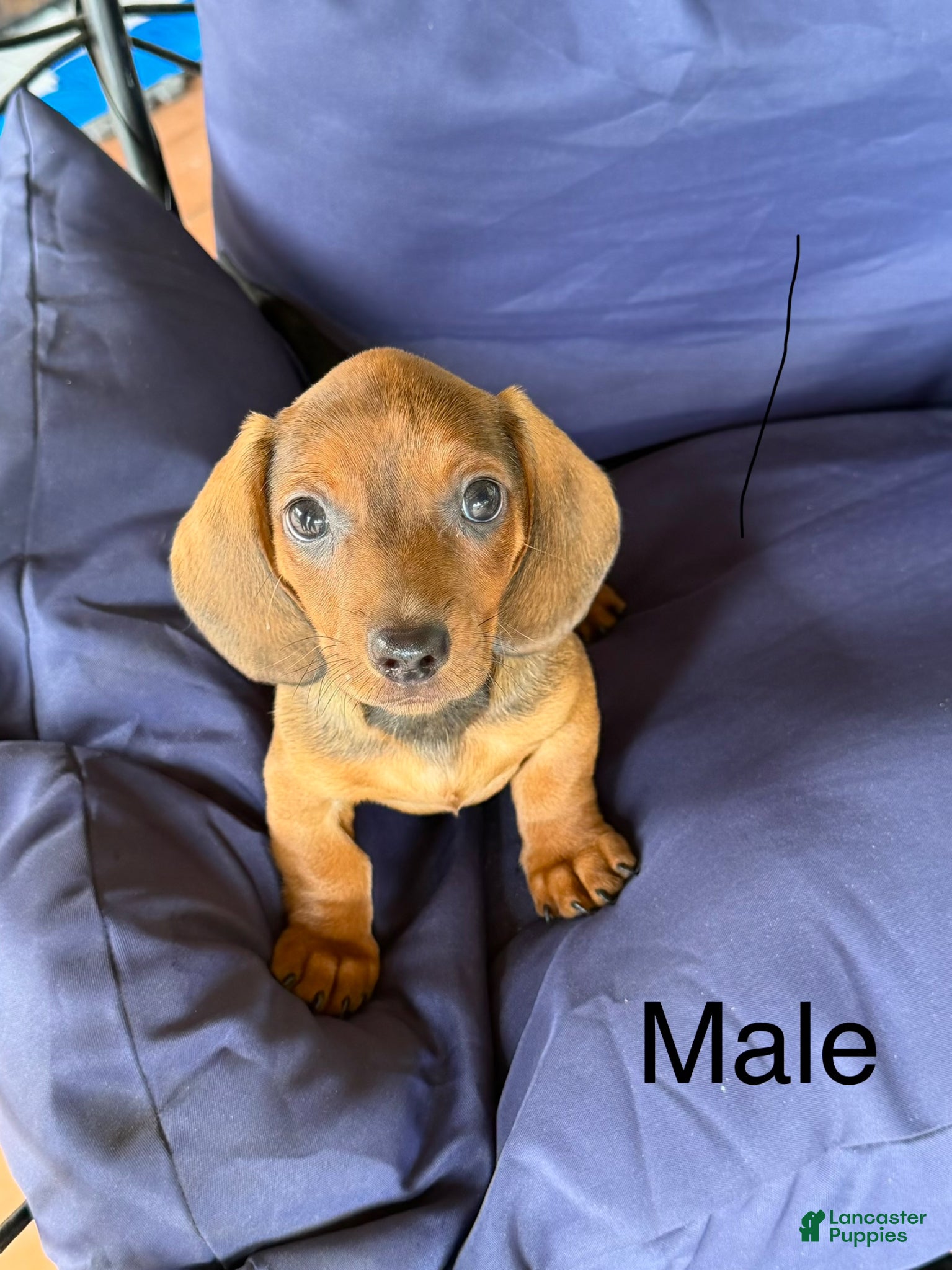 Miniature Dachshund dogs Miniature Dachshund Puppy 1 - Ad 17