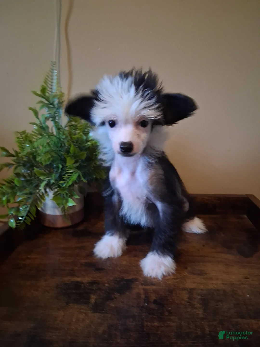Chinese Crested dogs for sale: Flower - Ad 1