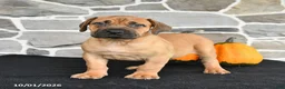 Mixed Breed dogs for sale: Sarge - Ad 3