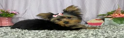 Yorkshire Terrier dogs for sale: Yorkshire Terrier 4 - Ad 2