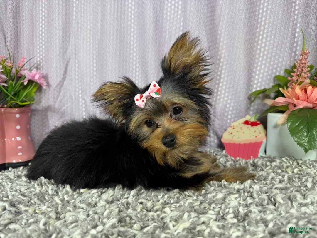 Yorkshire Terrier dogs for sale: Yorkshire Terrier 4 - Ad 2