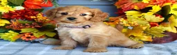 Cavapoo dogs for sale: Harper - Ad 6