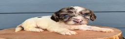 Cavapoo dogs for sale: Cavapoo 3 - Ad 2
