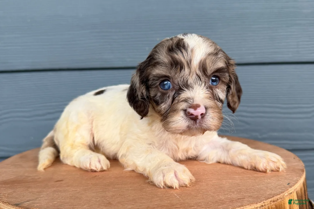 Cavapoo dogs for sale: Cavapoo 3 - Ad 2