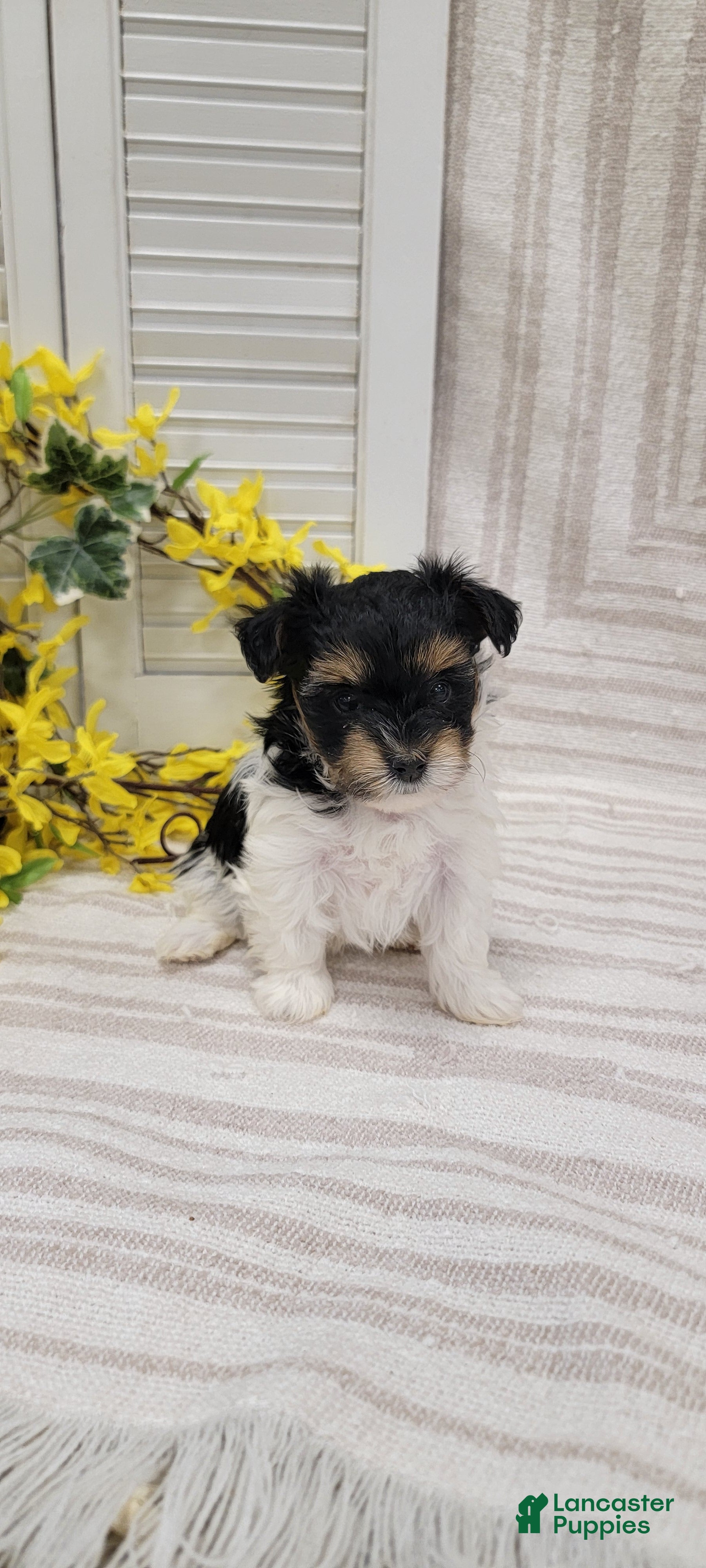 Yorkiepoo dogs Star - Ad 2