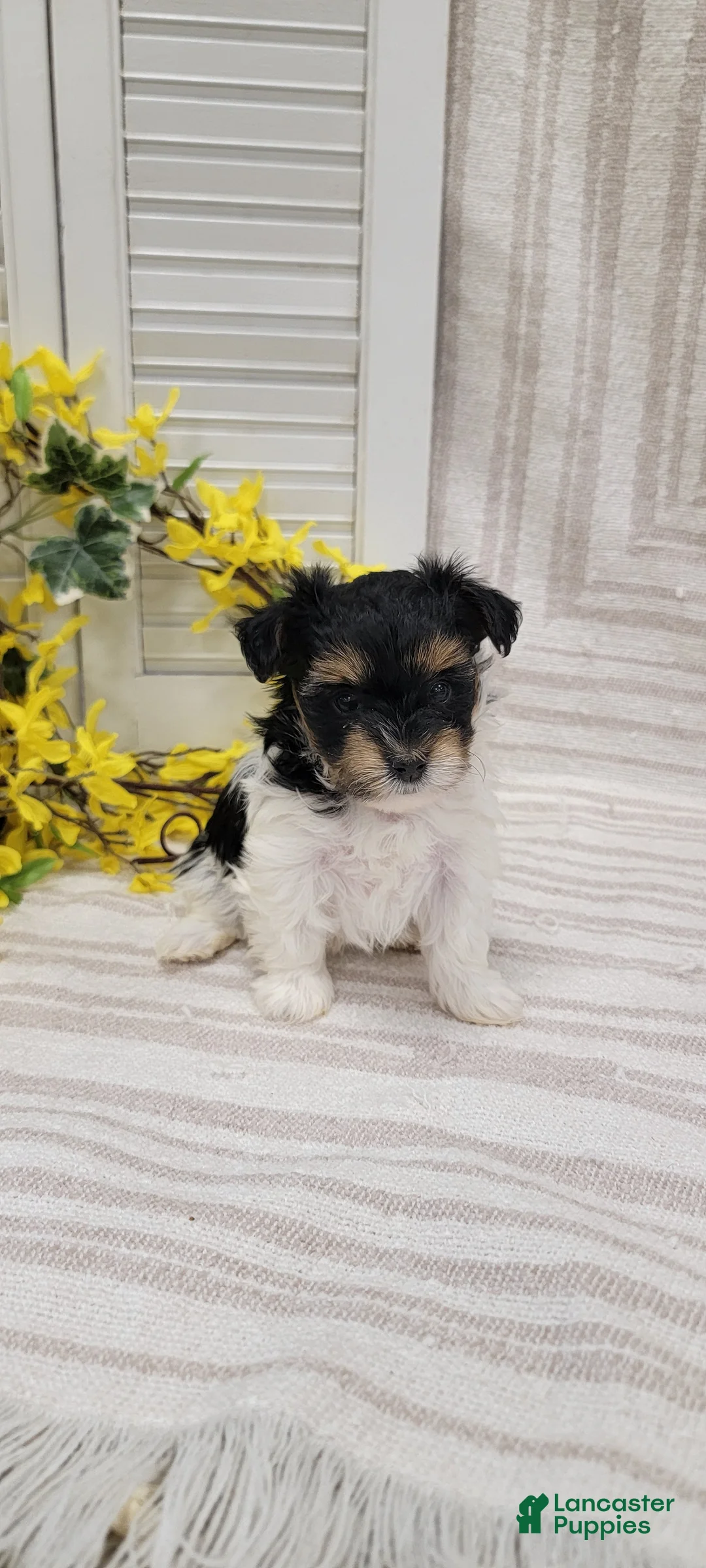 Yorkiepoo dogs for sale: Star - Ad 2