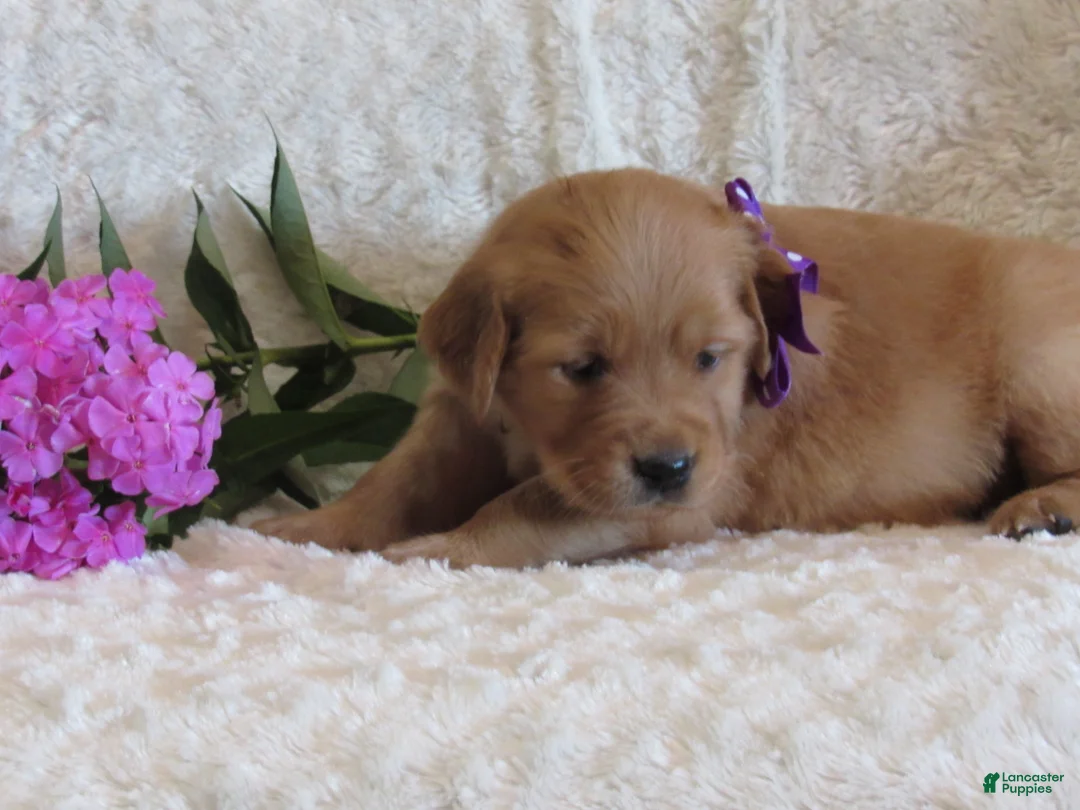 Golden Retriever dogs for sale: Layla - Ad 2