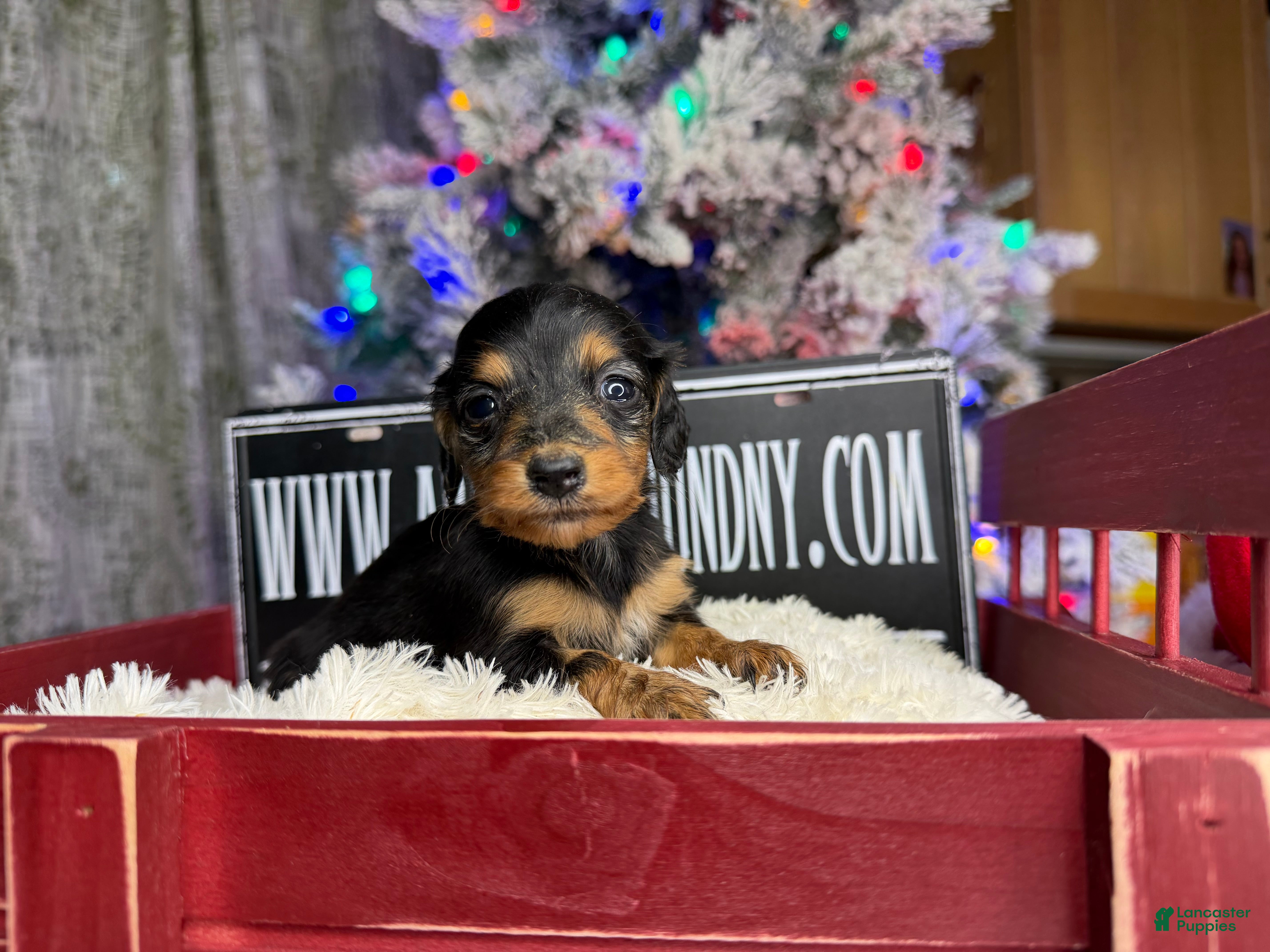 Miniature Dachshund dogs Russian female- Triscuit litter black - Ad 38