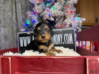 Miniature Dachshund dogs Russian female- Triscuit litter black - Ad 28