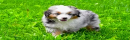Miniature Australian Shepherd dogs for sale: Elon - Ad 6