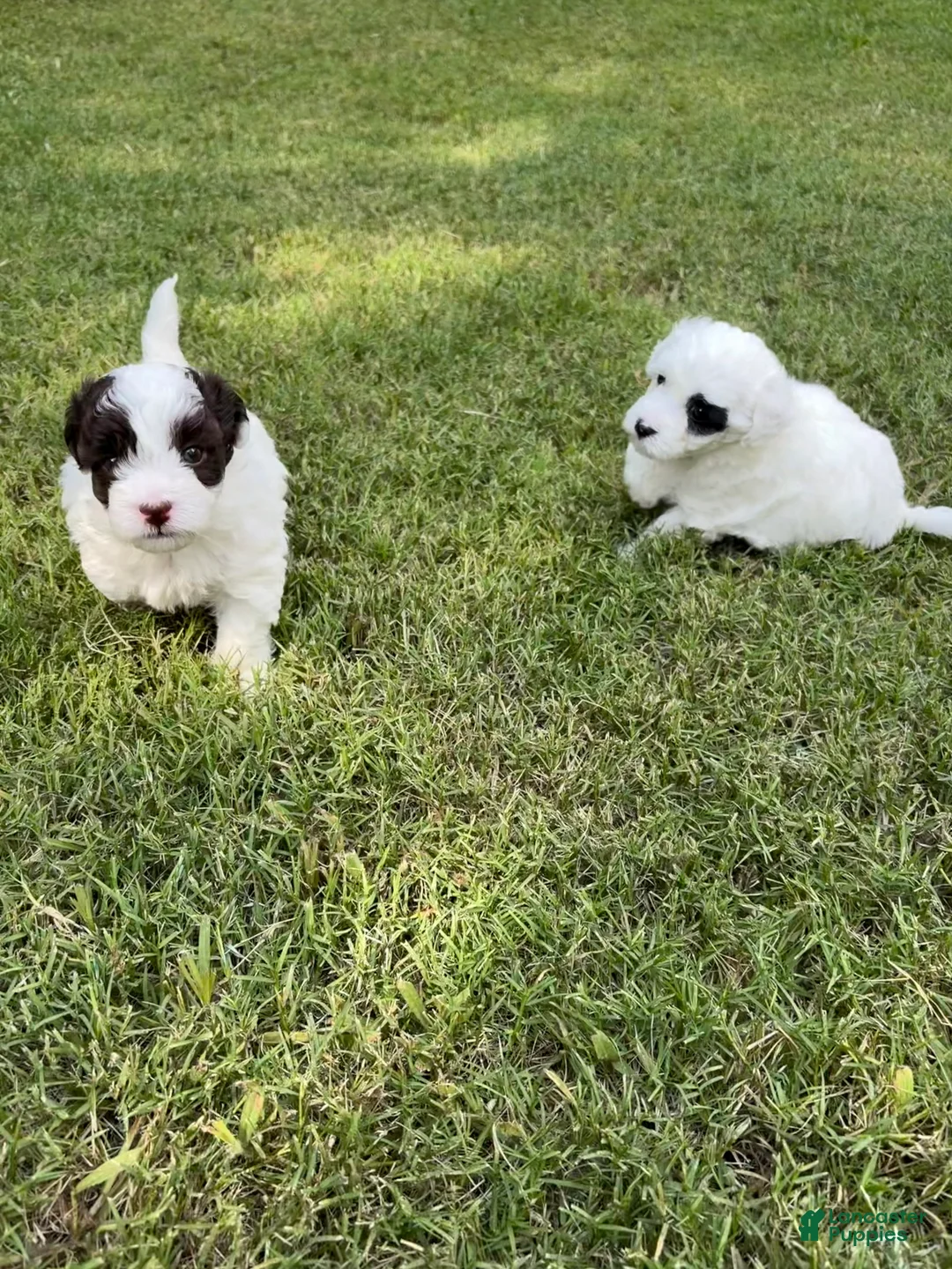 Havapoo dogs for sale: Havapoo 1 - Ad 1