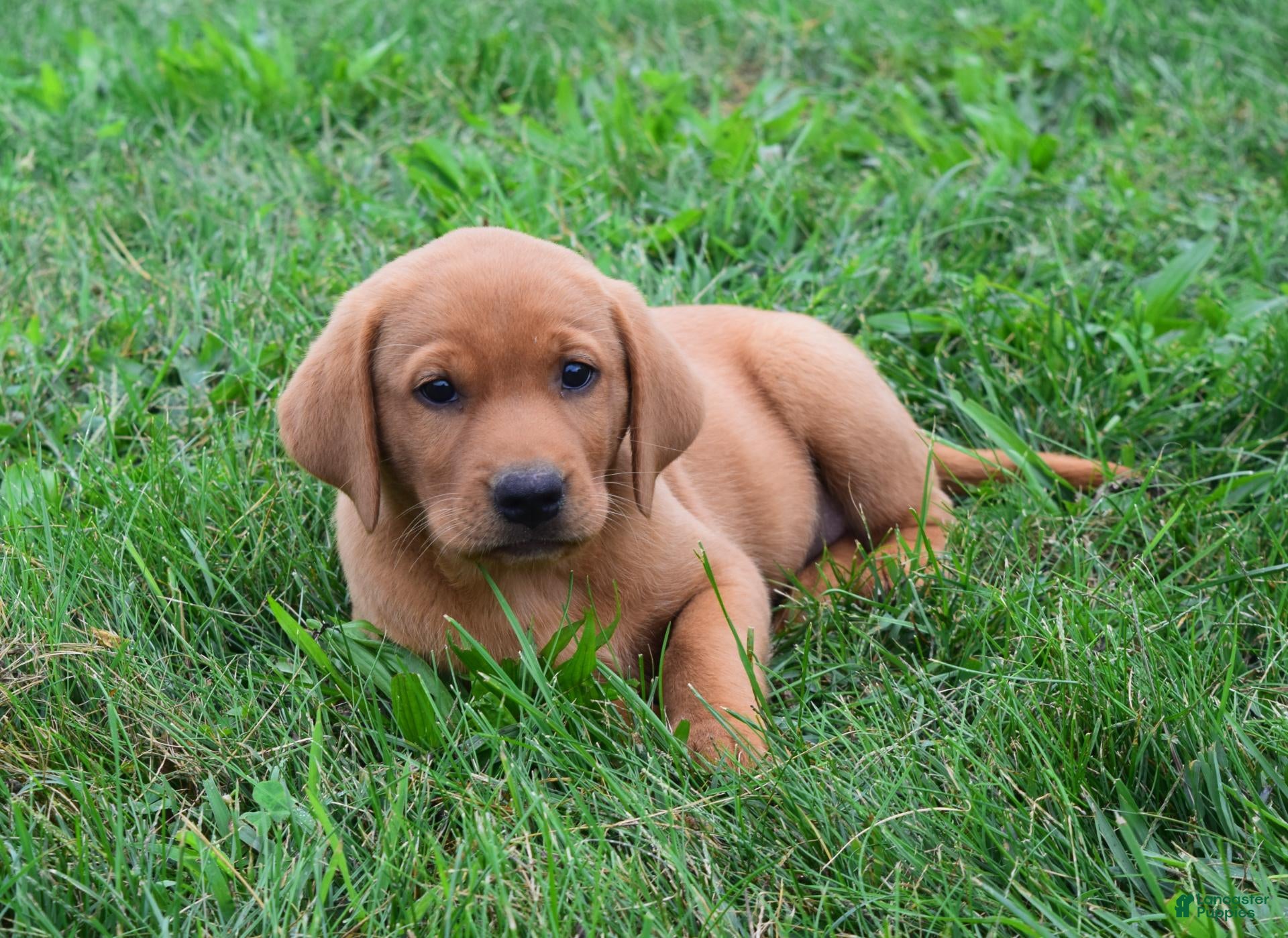 Labrador Retriever dogs Honey - Ad 2