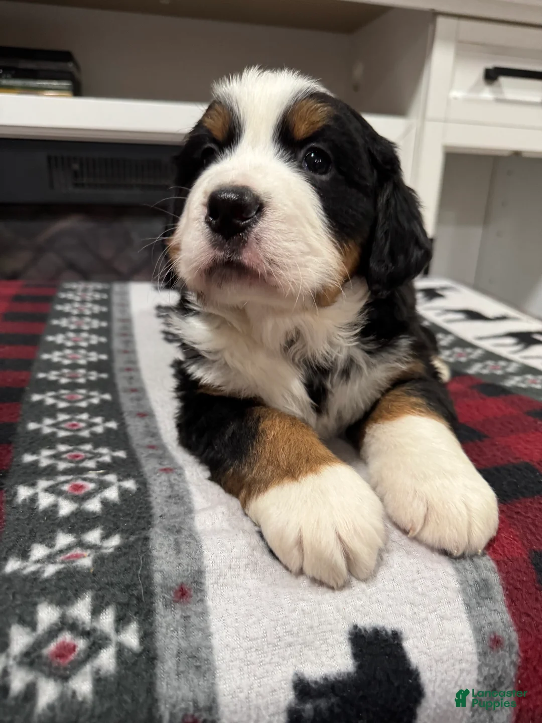 Bernese Mountain Dog dogs for sale: Chance - Ad 3