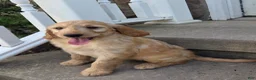 Mini Goldendoodle dogs for sale: Peaches  - Ad 3