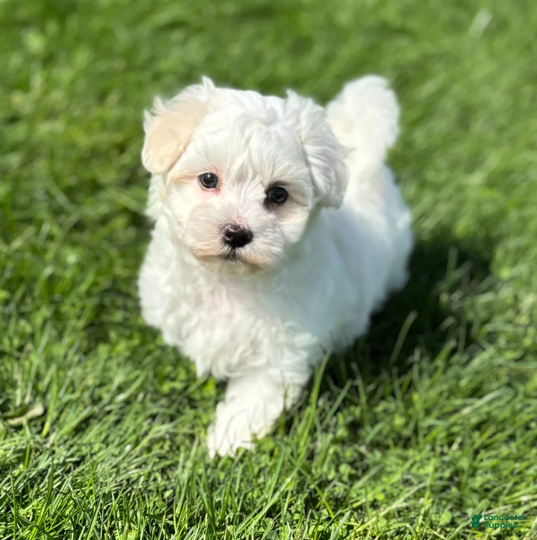 Morkie dogs for sale: Zaki - Ad 2