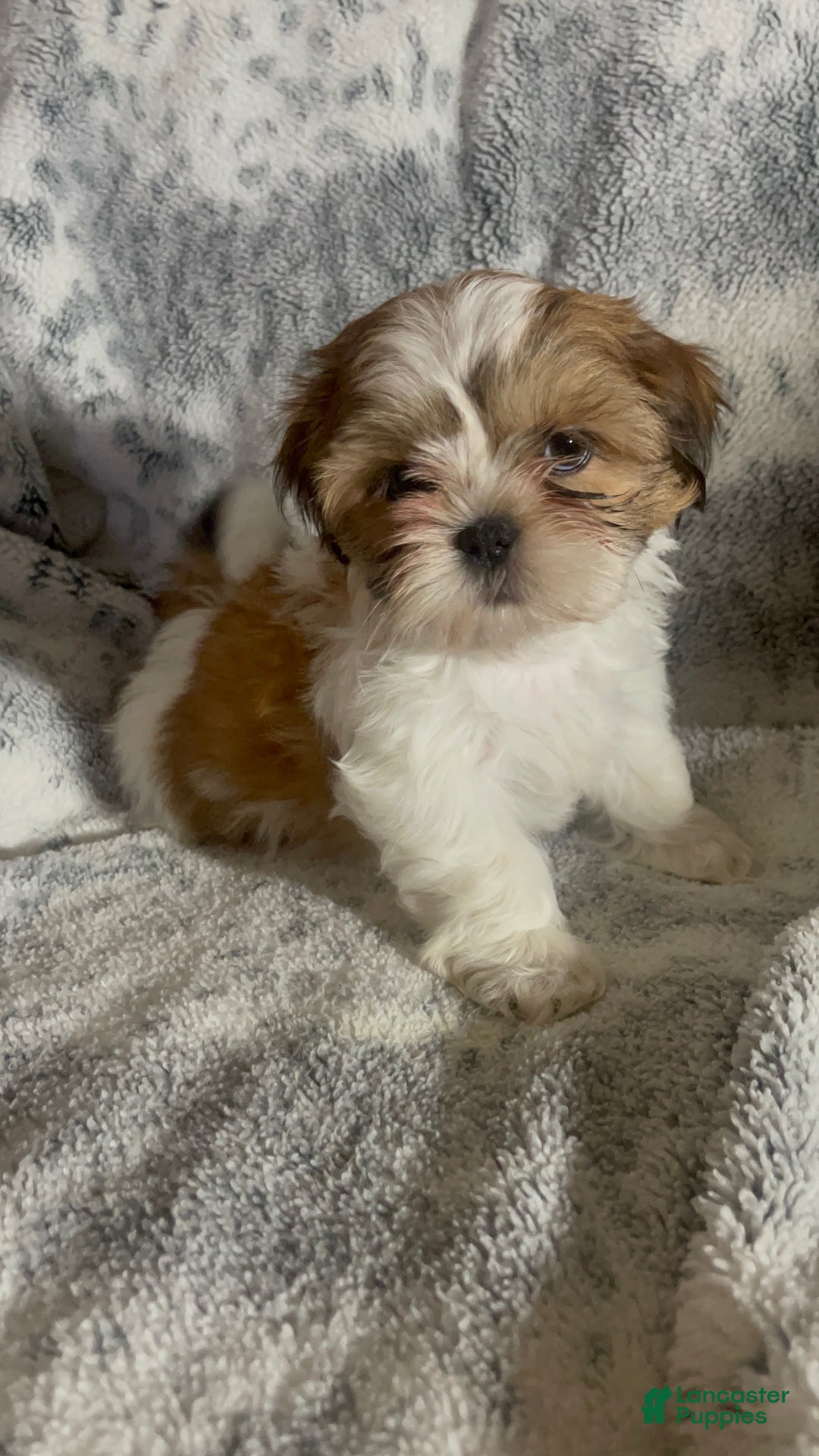 Shih Tzu dogs for sale: Shih Tzu Puppy 1 - Ad 4