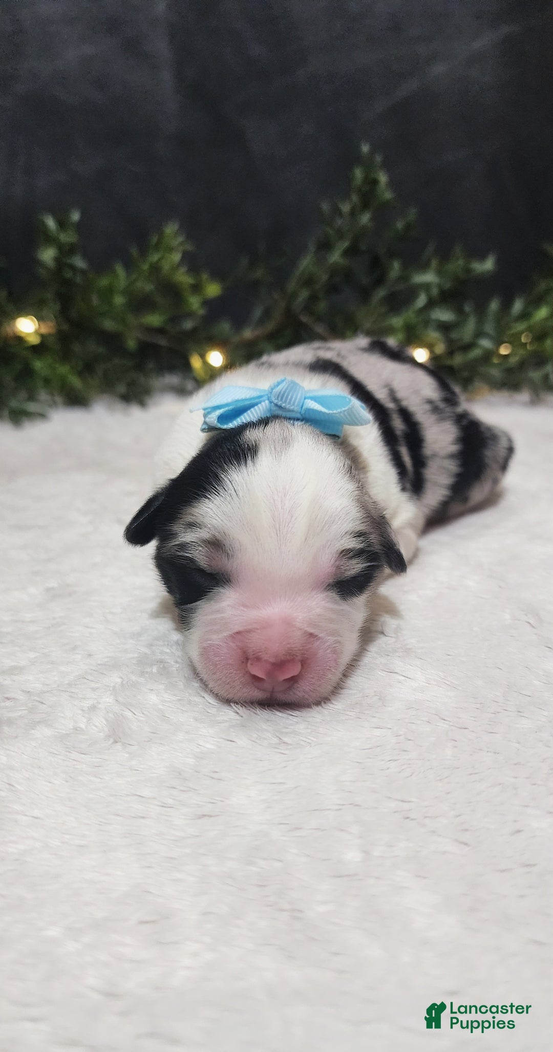 Miniature Australian Shepherd dogs for sale: Charlie  - Ad 1