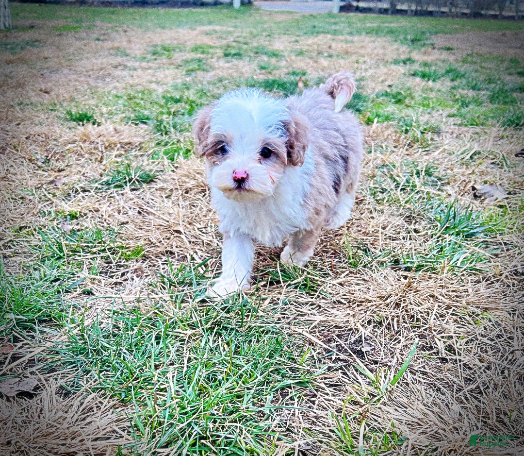 Havapoo dogs for sale: Whisper - Ad 9