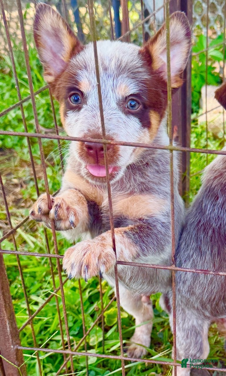 Australian Cattle Dog dogs Boy 1  - Ad 16