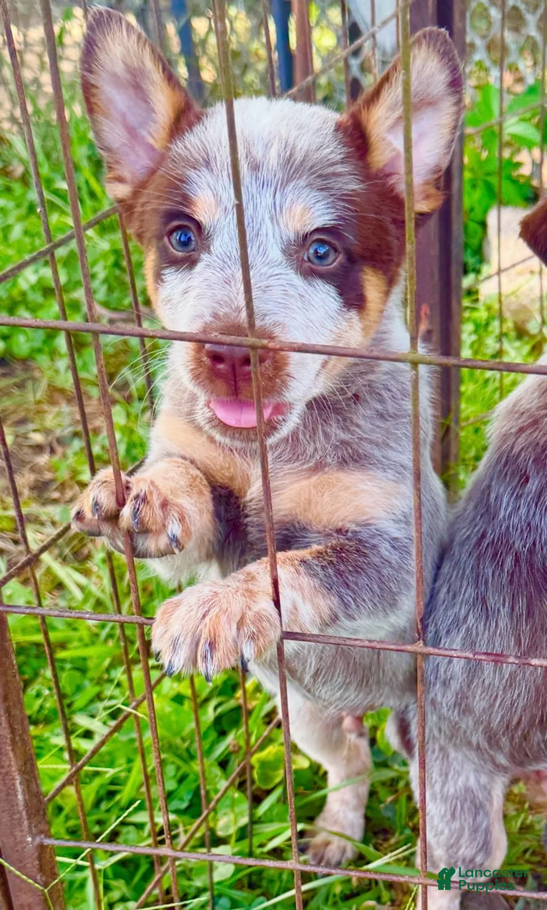 Australian Cattle Dog dogs for sale: Boy 1  - Ad 1