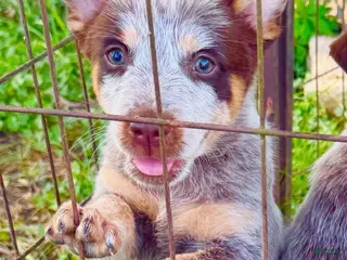 Australian Cattle Dog dogs Boy 1 - Ad 16