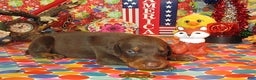 Doberman Pinscher dogs for sale: Doberman Pinscher Puppy 2 - Ad 5