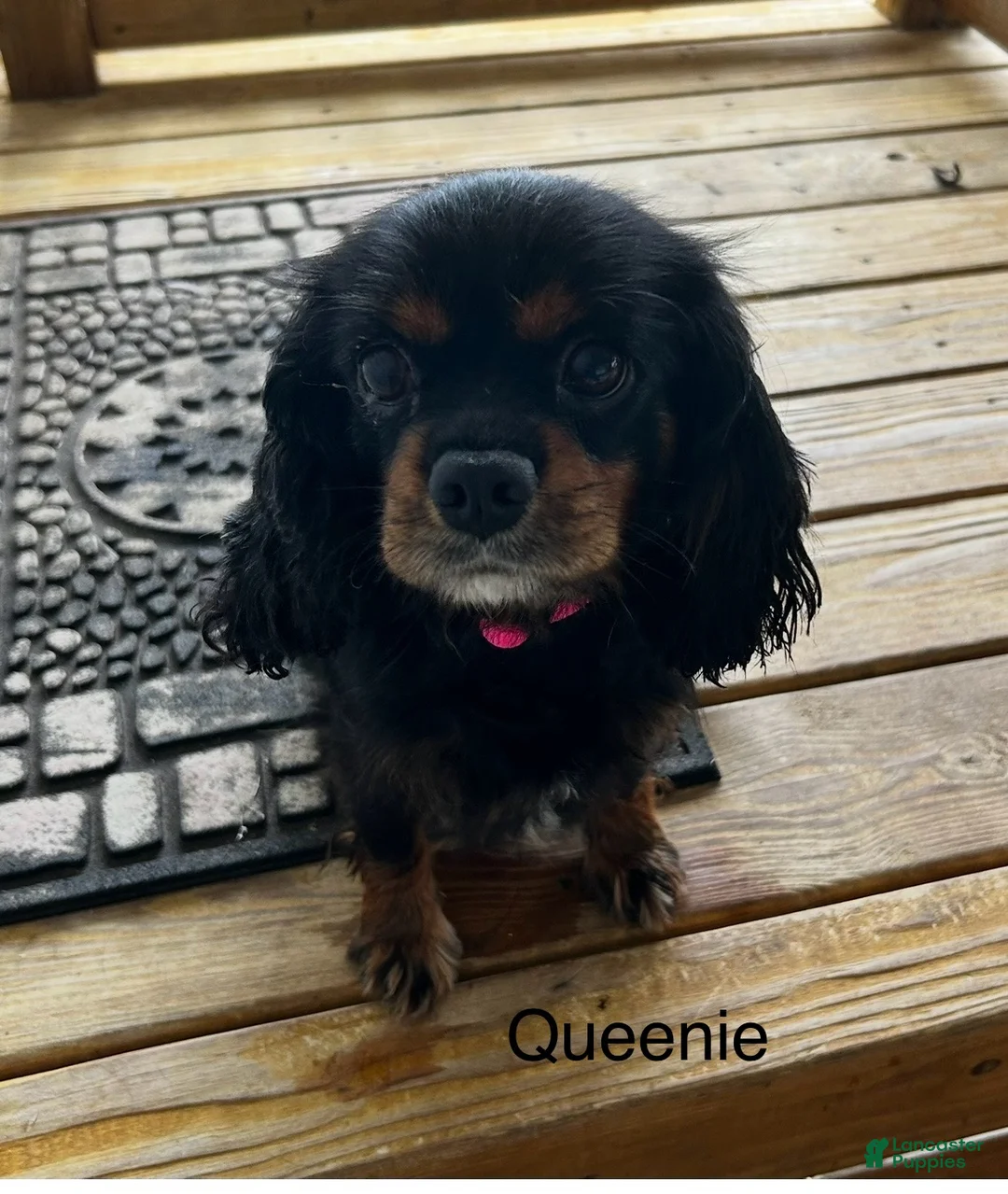 Cavalier King Charles Spaniel dogs for sale: Cavalier King Charles Spaniel Puppy 2 - Ad 3