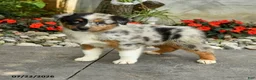 Australian Shepherd dogs for sale: Alice - Ad 1