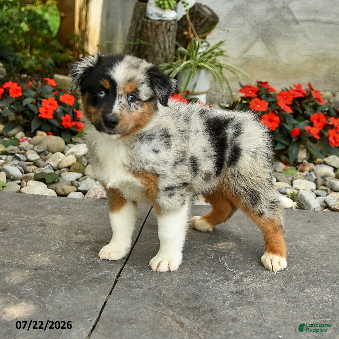 Australian Shepherd dogs for sale: Alice - Ad 1