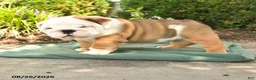 English Bulldog dogs for sale: Poky - Ad 1