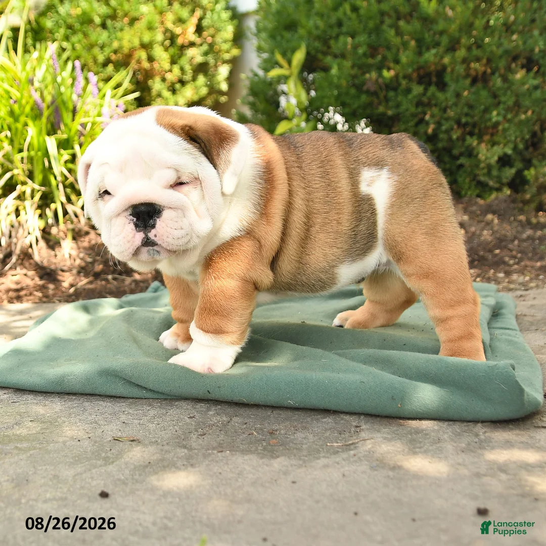 English Bulldog dogs for sale: Poky - Ad 1