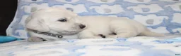 Golden Retriever dogs for sale: 4th choice male avilable - Ad 6